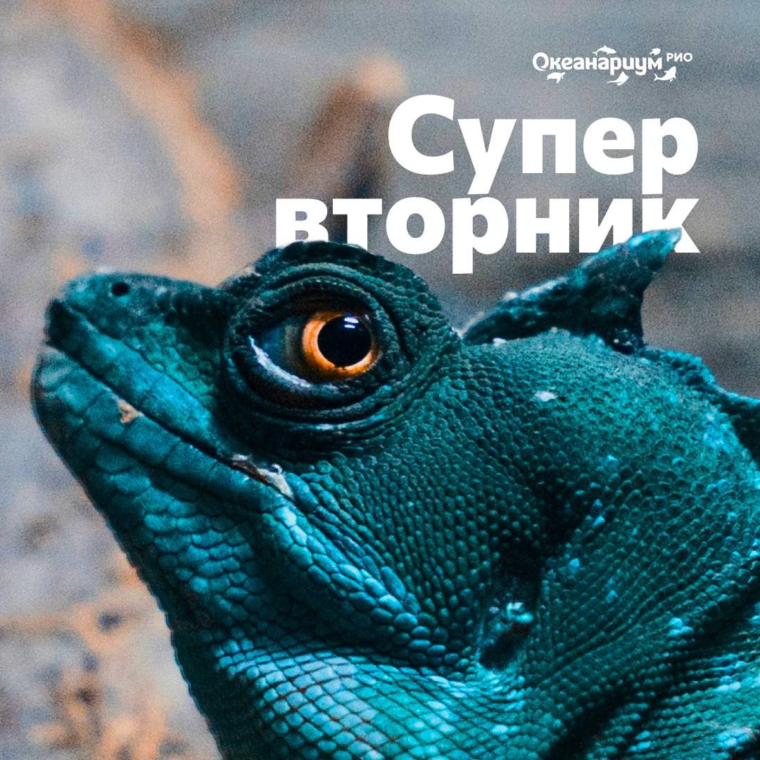 Супер-Вторник в Океанариуме РИО