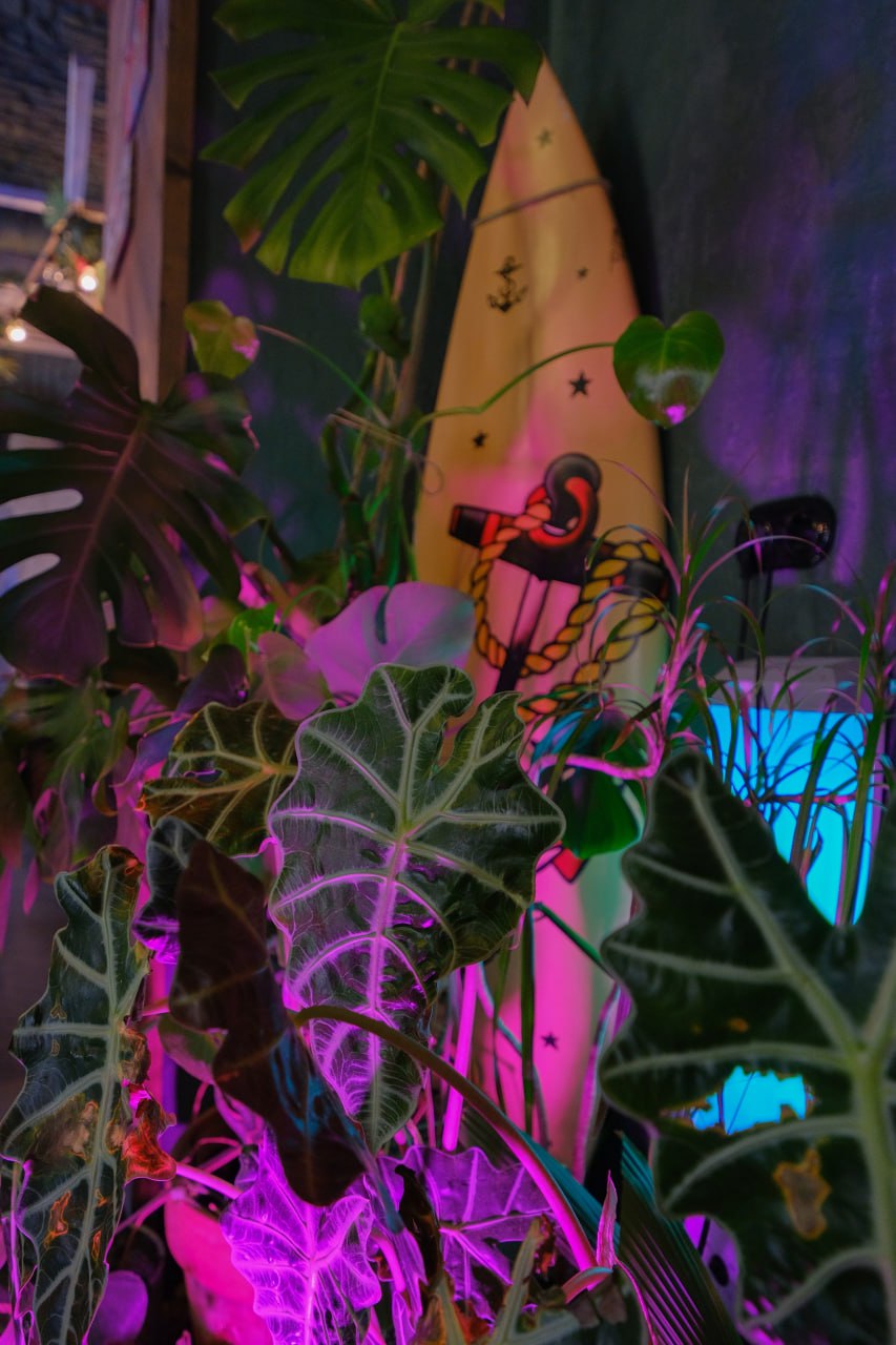 Surf Soul Camp — калифорнийский Новый год в баре Пирс