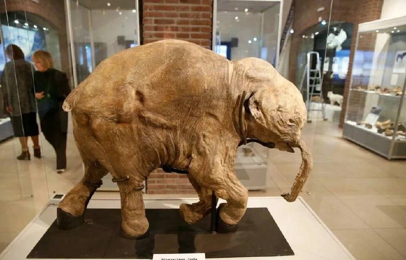 Выставка мамонтенка Любы