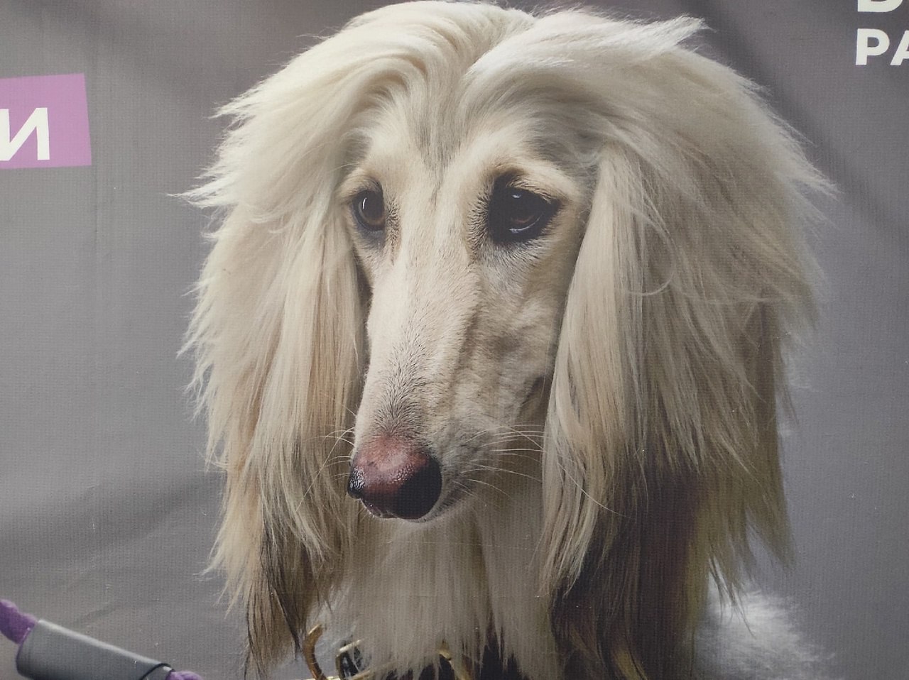 Экскурсия к кинологам