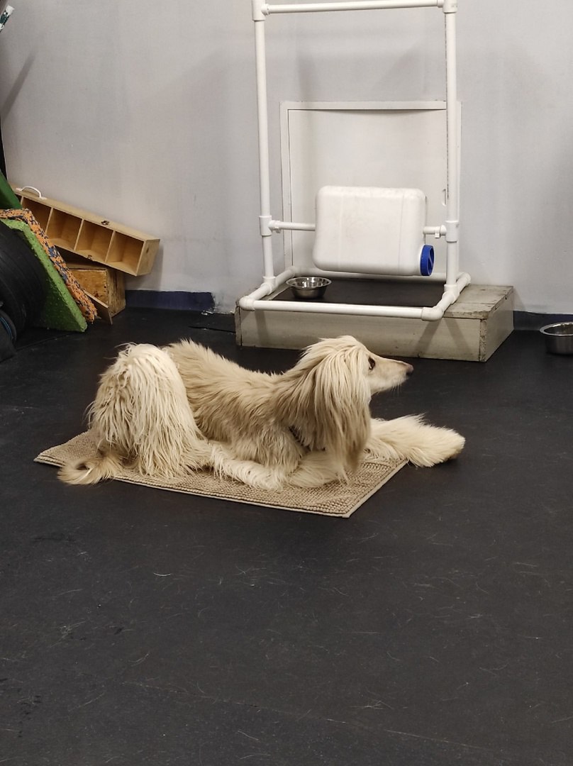 Экскурсия к кинологам