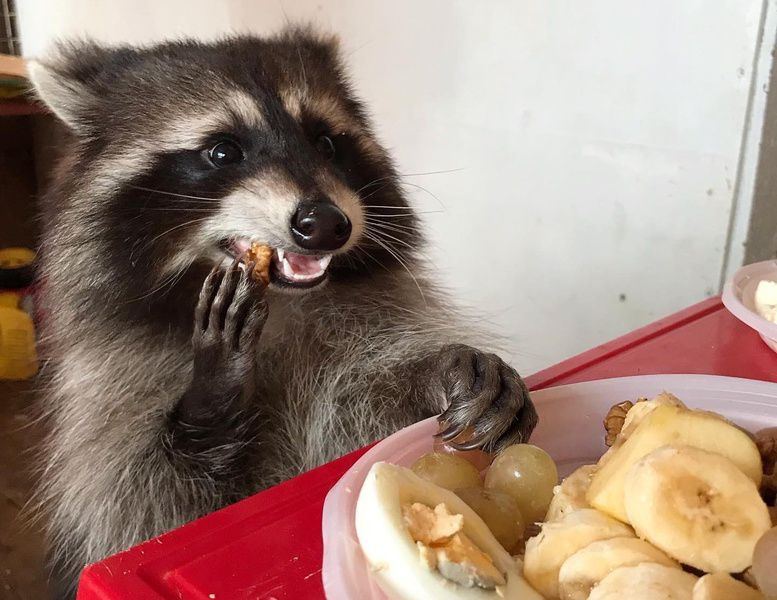 Дом Енота приглашает на новогодний звериный корпоратив