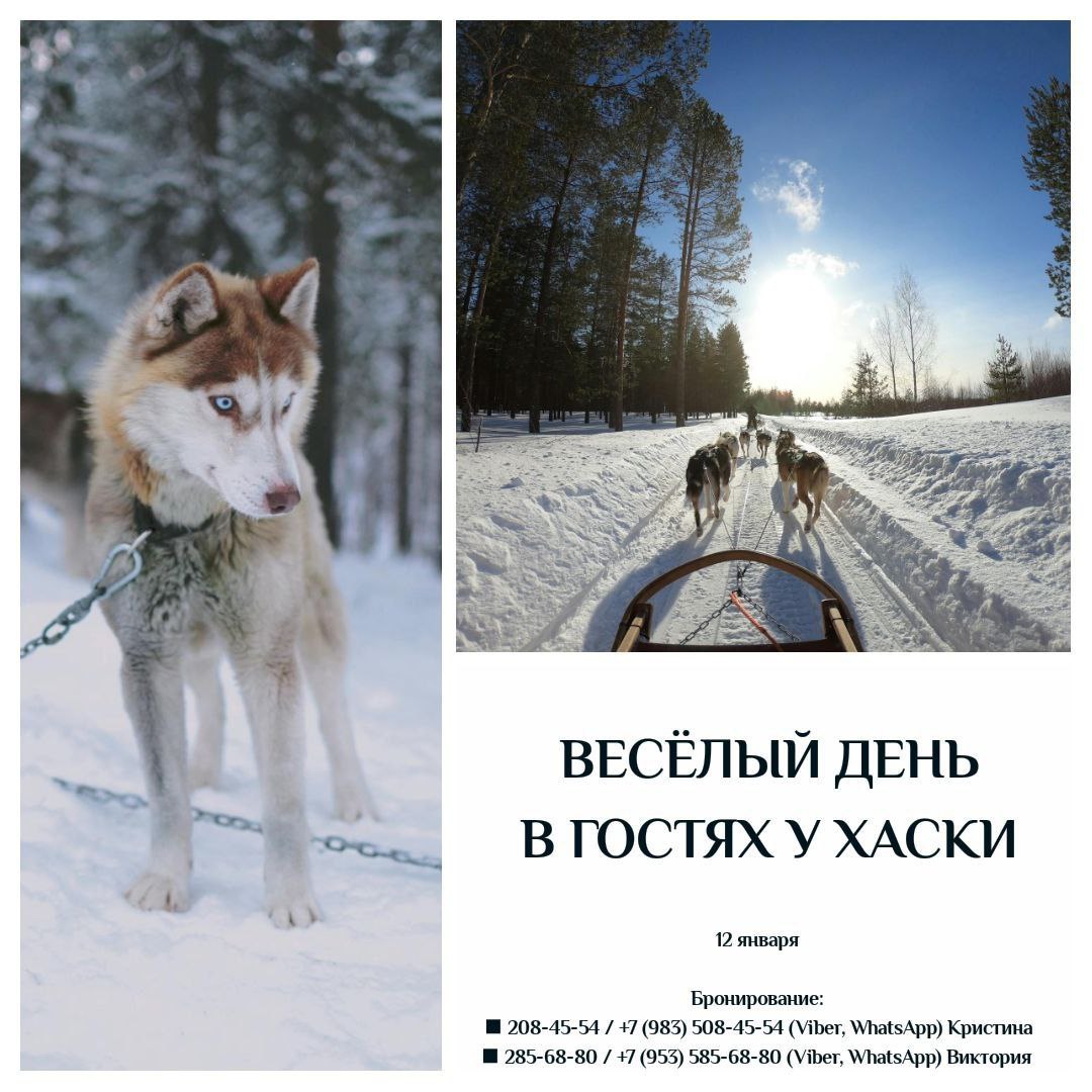 Активные выходные с хаски