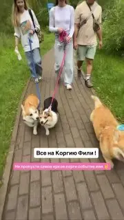 Фестиваль владельцев корги