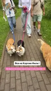 Встреча корги в Сокольниках