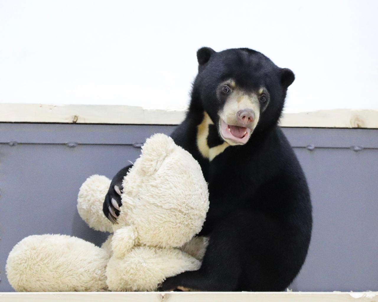 Смотрим на краснокнижную медведицу Машу в Московский зоопарк