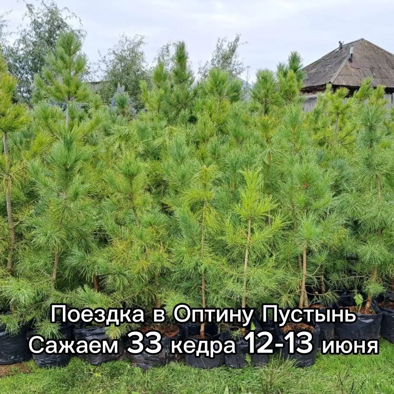Паломничество в Оптину Пустынь по посадке кедров
