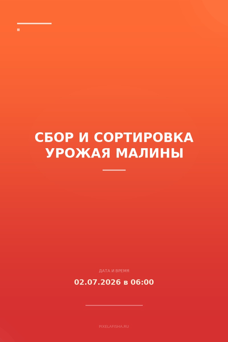 Сбор и сортировка урожая малины