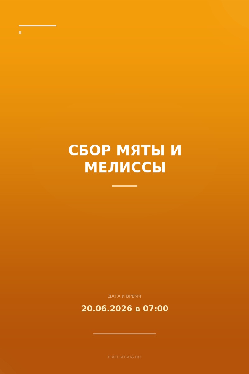 Сбор мяты и мелиссы