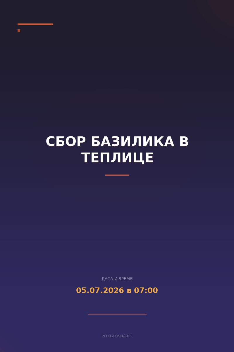 Сбор базилика в теплице