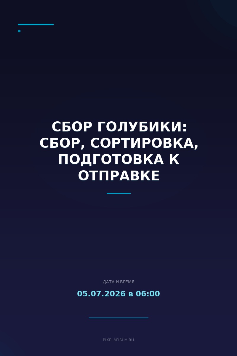 Сбор голубики: сбор, сортировка, подготовка к отправке