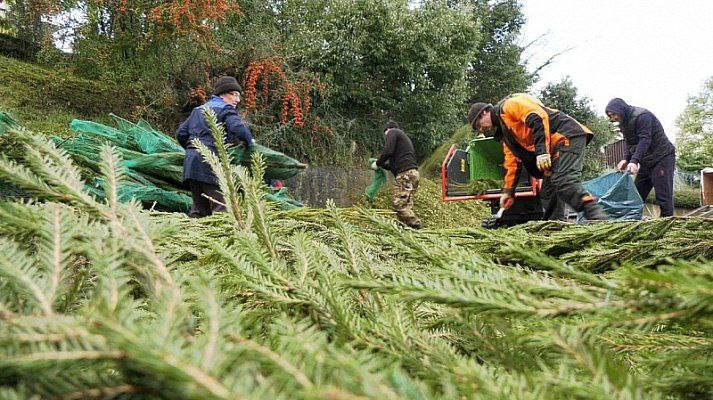 Сочинские елки пойдут в дело: стартует проект "Елки в щепки"