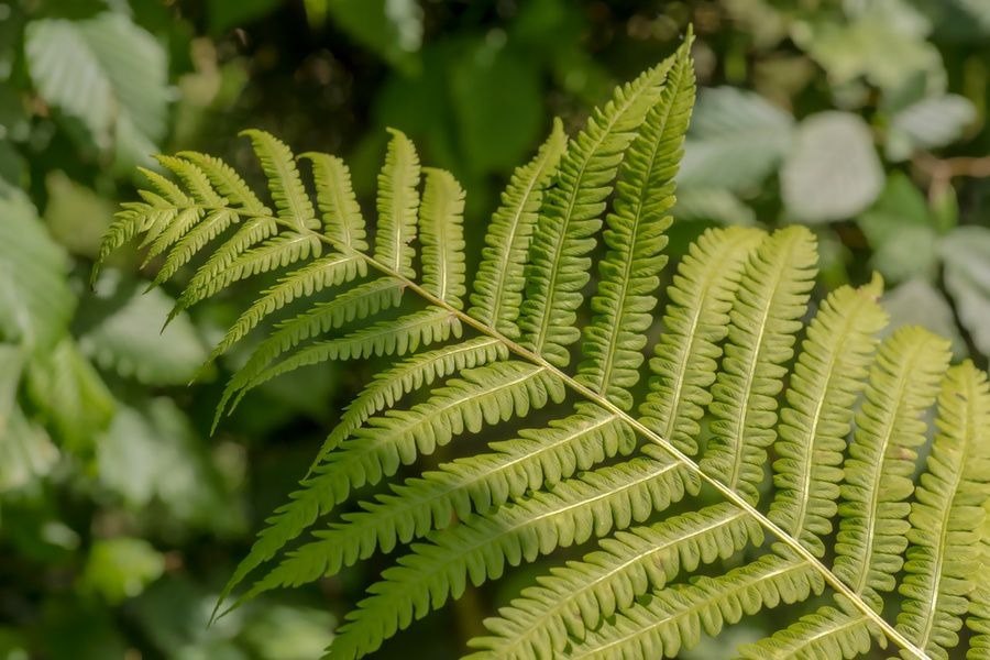 Выставка Botanical reference 0+