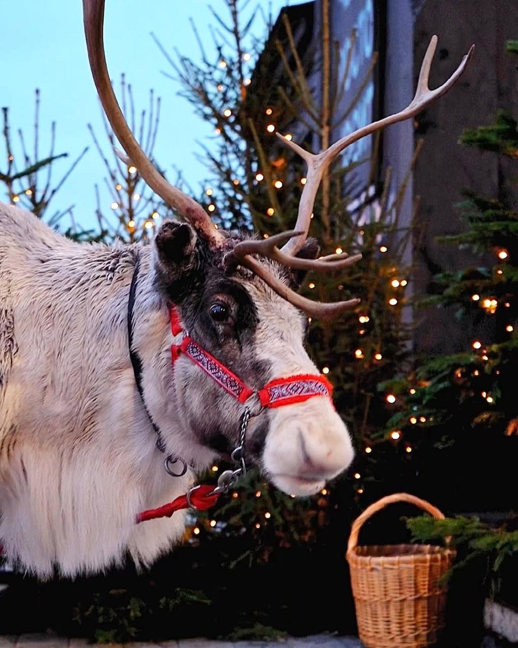 Сегодня в Брусницын снова приедут олени