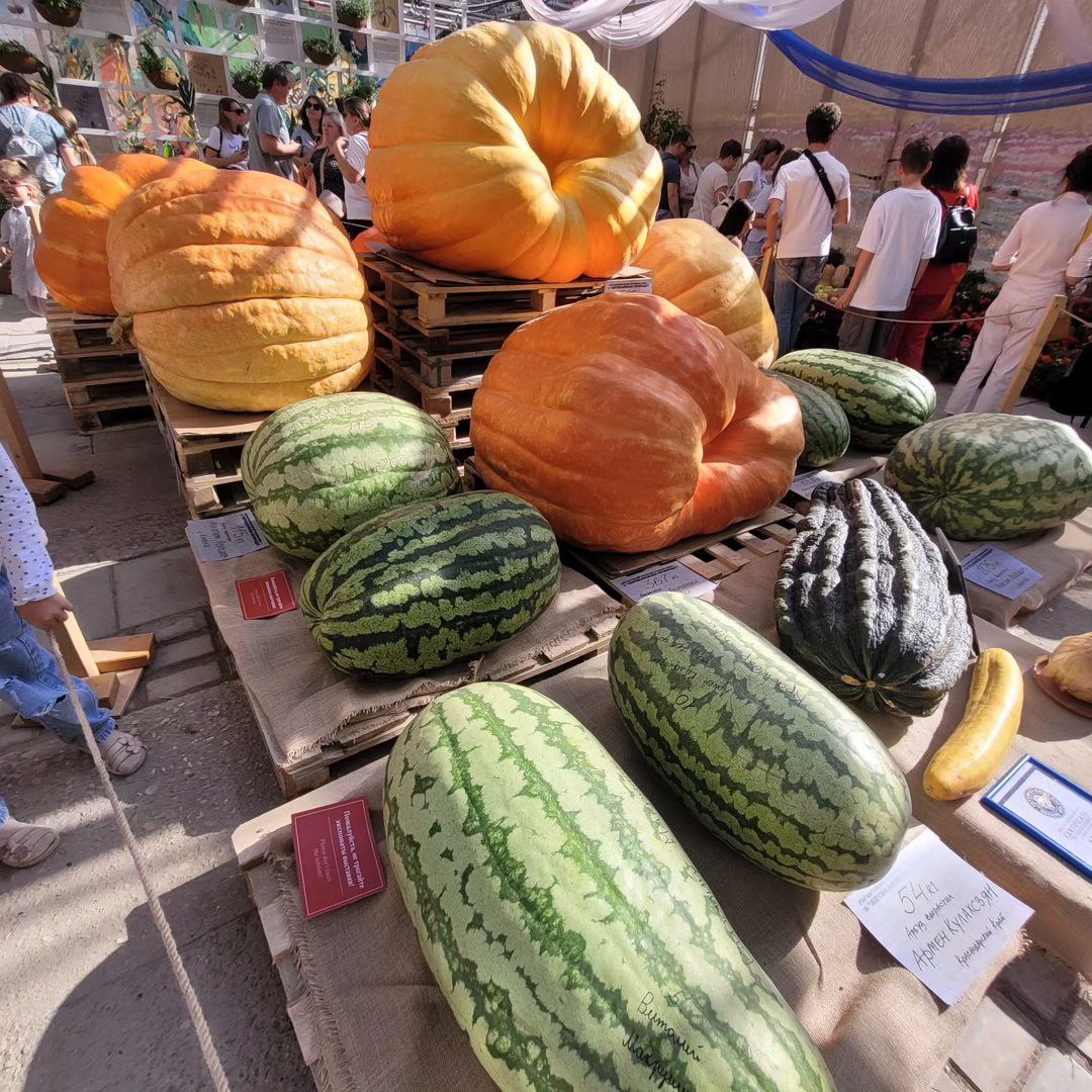 Выставка гигантского урожая в Аптекарском огороде
