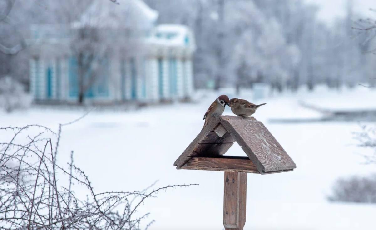 Кормим птичек в музее-заповеднике «Царское Село»
