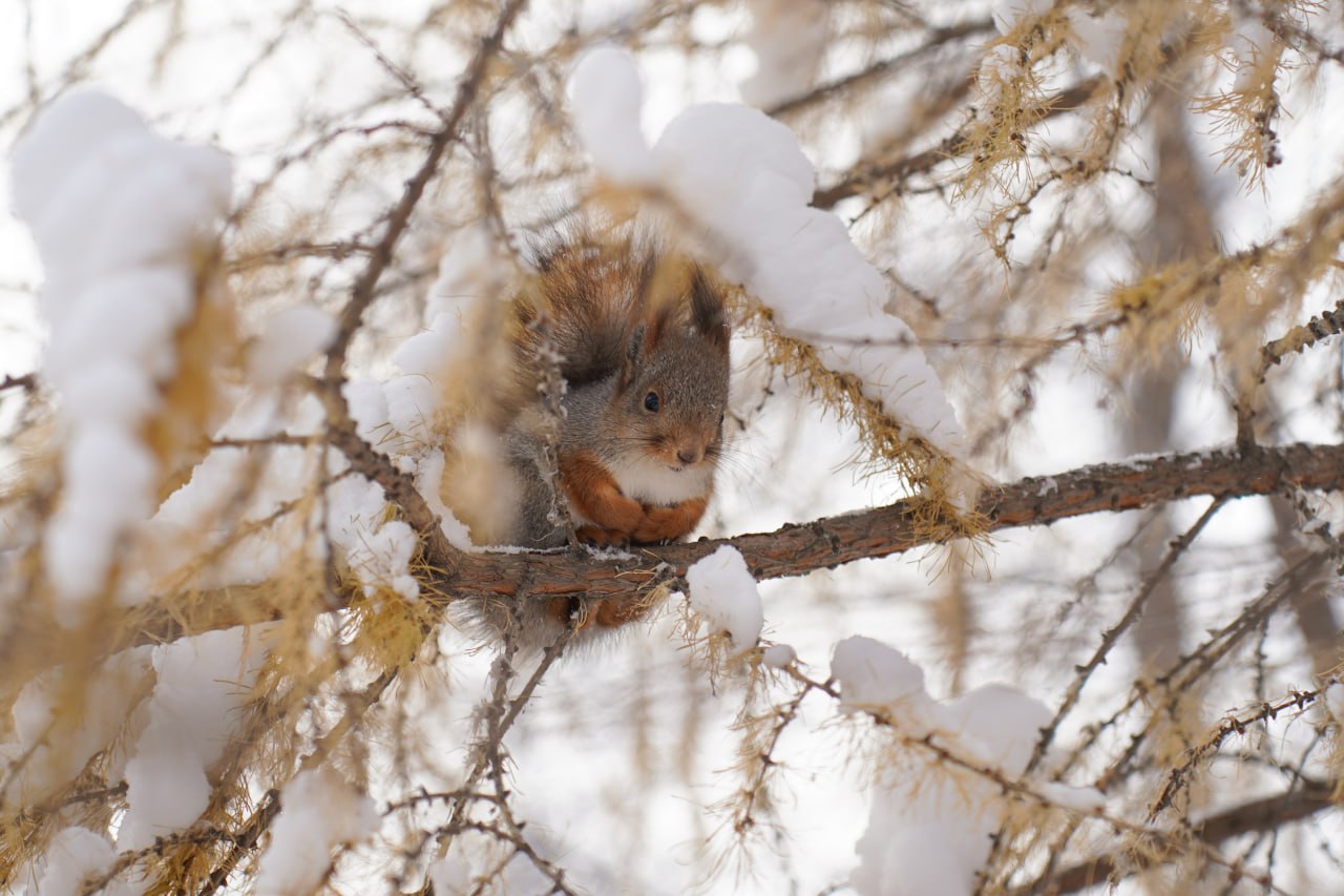 Лекция «К чему приводит борьба за существование»