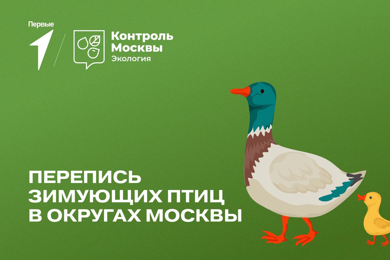 Перепись зимующих птиц «Серая шейка»