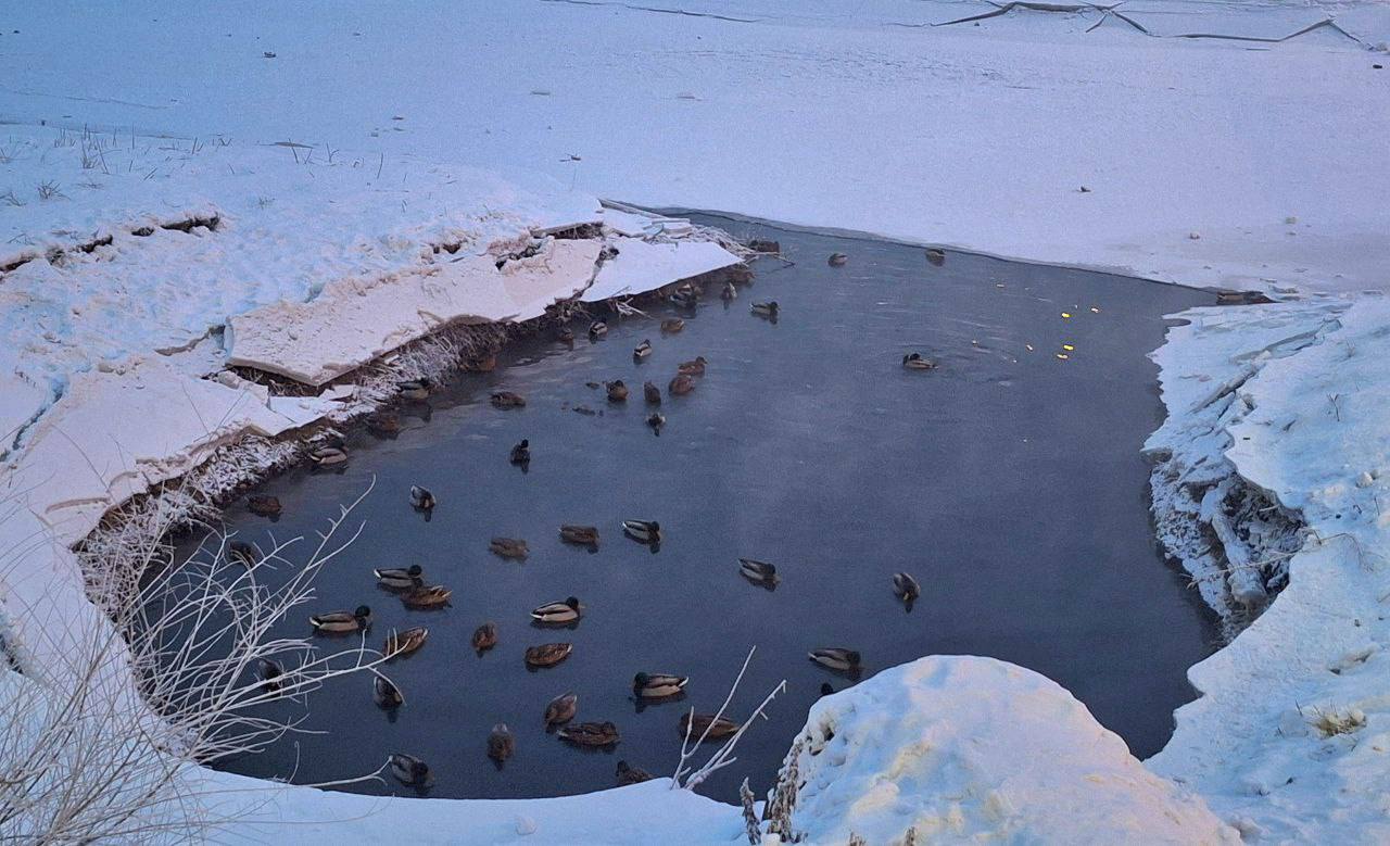 Всероссийская акция по учету водоплавающих и околоводных птиц «Серая шейка-2025»