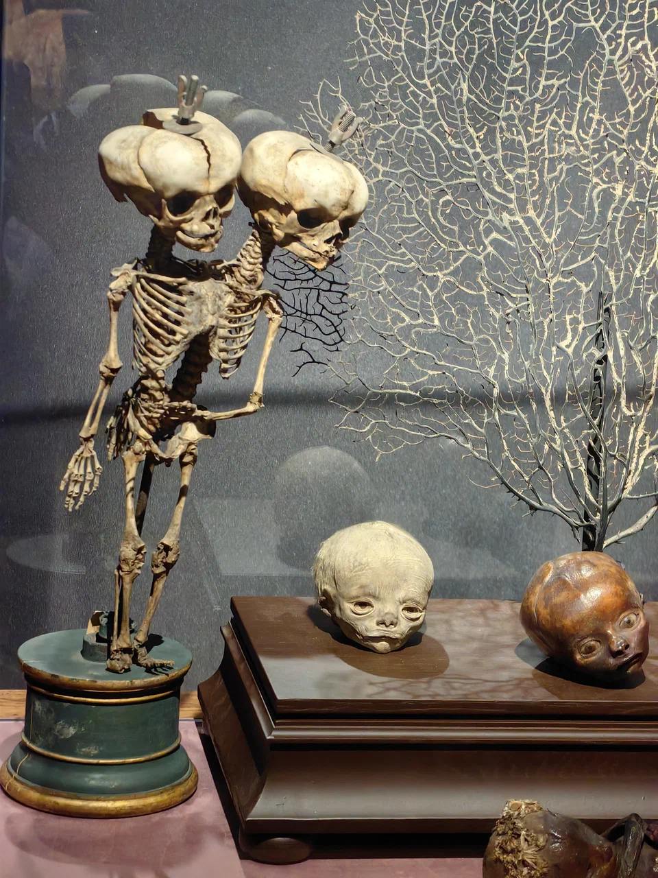 Идём в Кунсткамеру