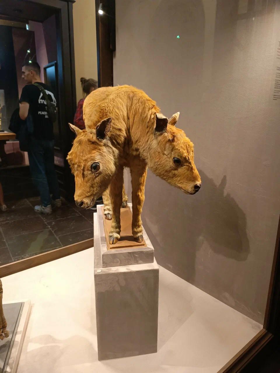 Идём в Кунсткамеру