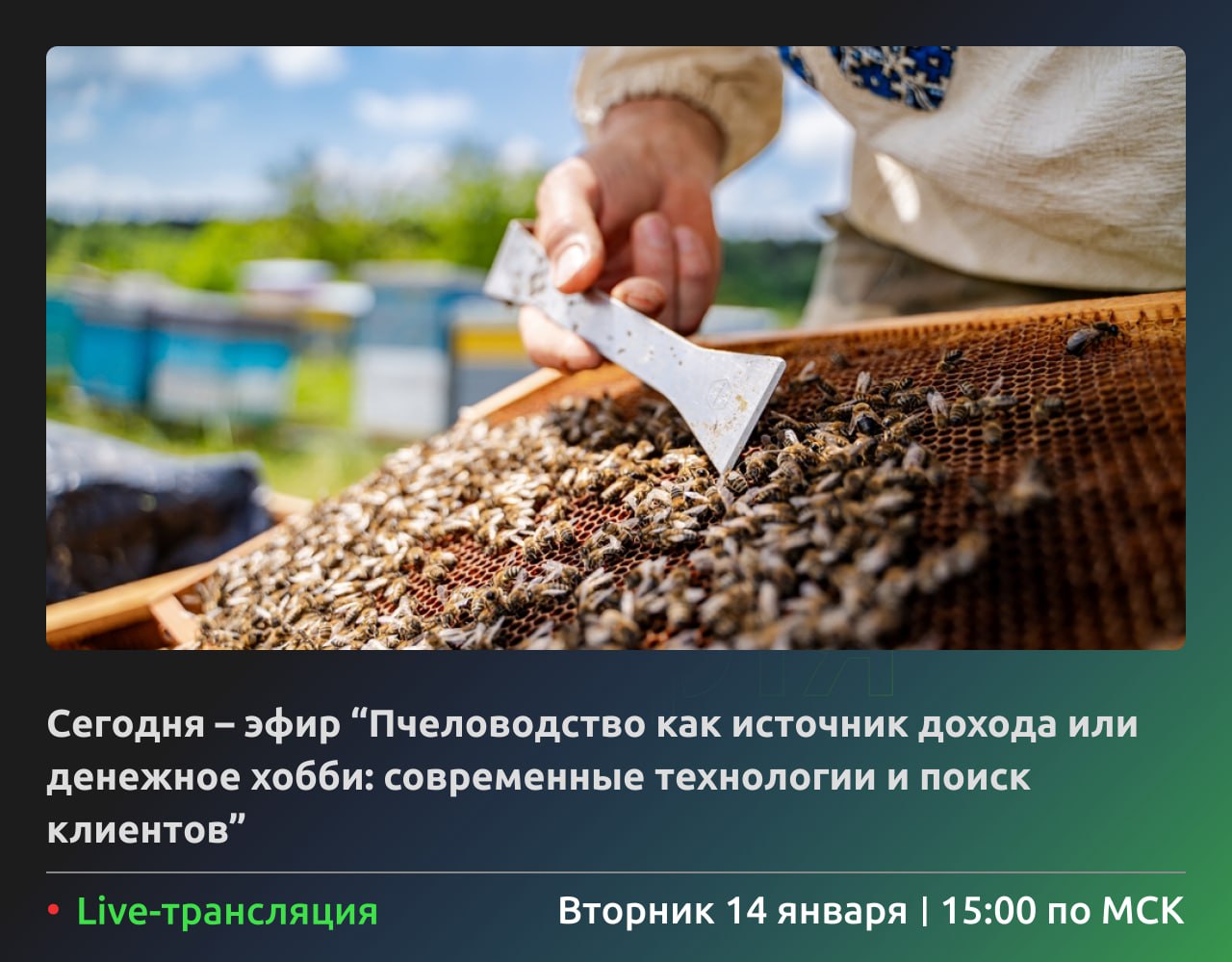 Пчеловодство как источник дохода или денежное хобби: современные технологии и поиск клиентов