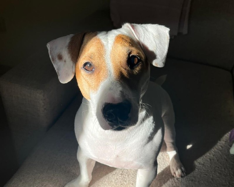 Брифинг по новым требованиям к содержанию домашних животных