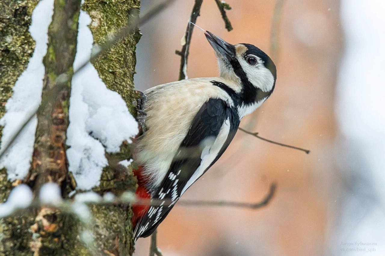 Язык большого пестрого дятла