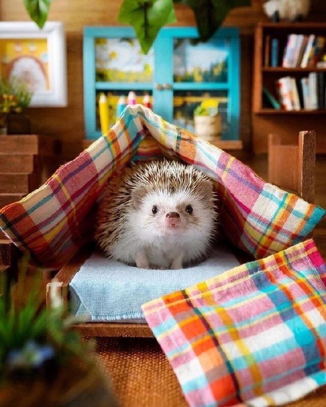 Идём знакомиться с милыми ёжиками