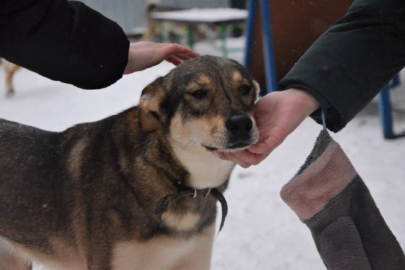 День открытых дверей в Муниципальном приюте для собак