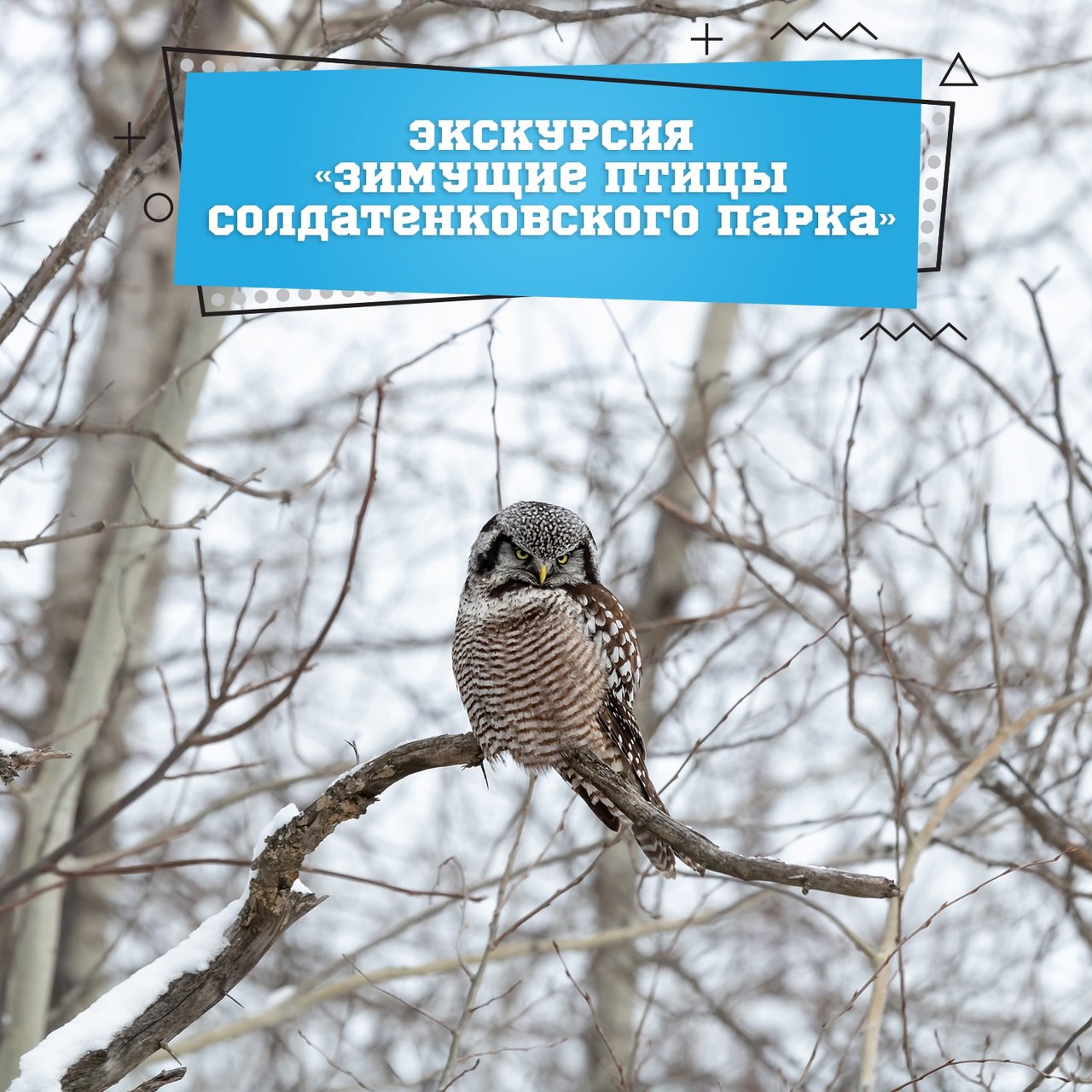 Экологическая экскурсия: Зимующие птицы Солдатенковского парка