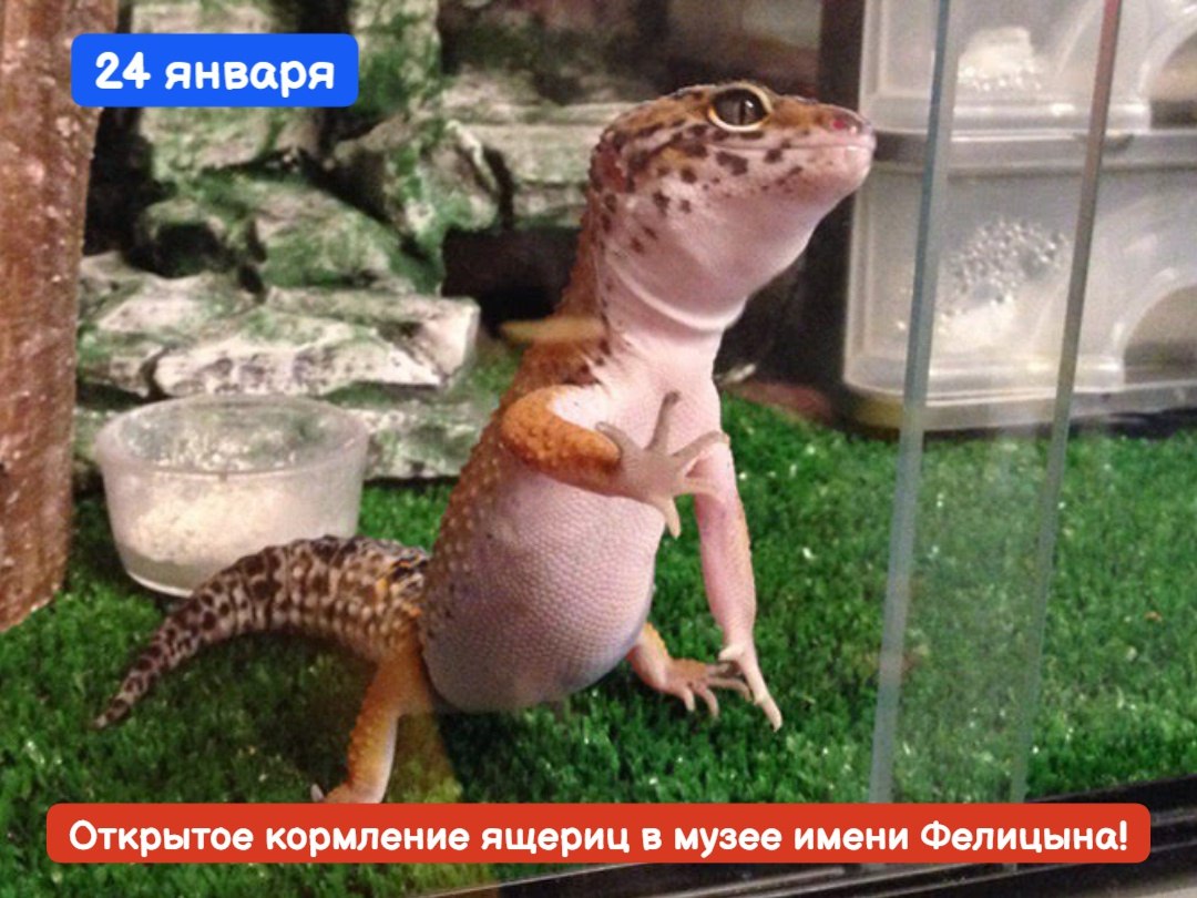 Открытое кормление ящериц