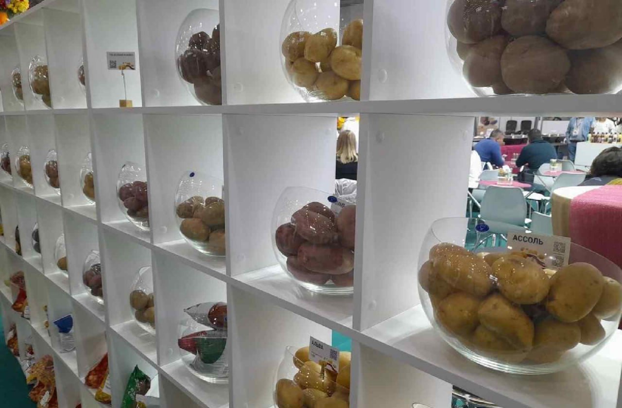 Представление сортов картофеля и дегустации блюд из картофеля и овощей