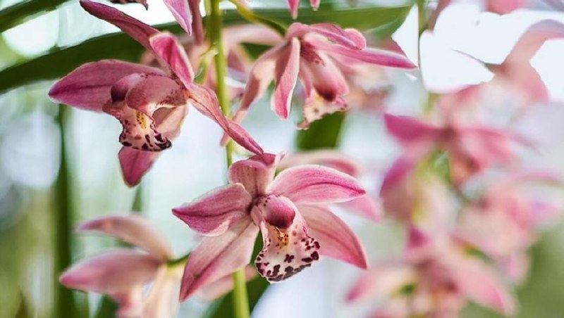 Выставка орхидей в Ботаническом саду