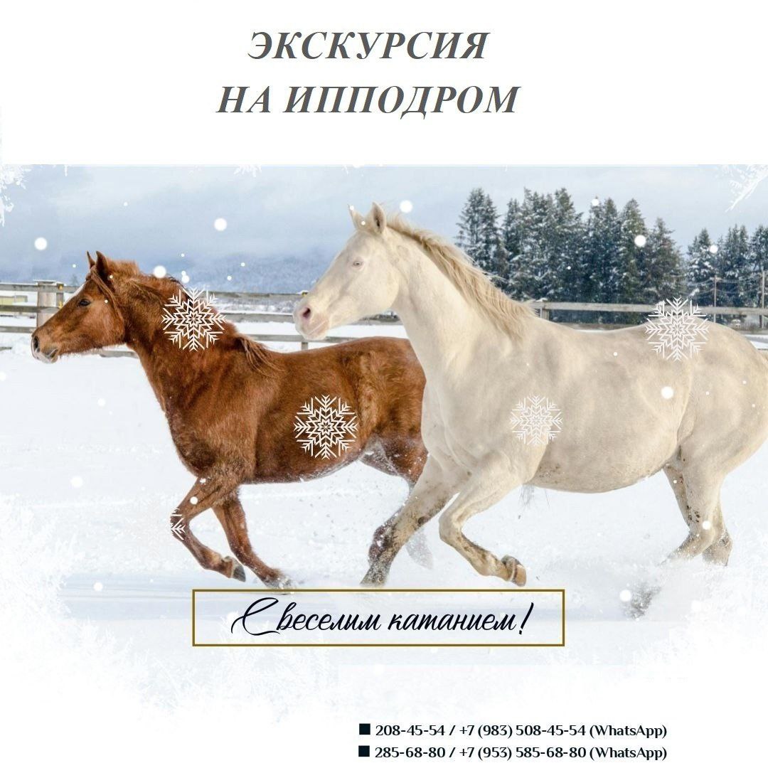 Экскурсия на Красноярский ипподром