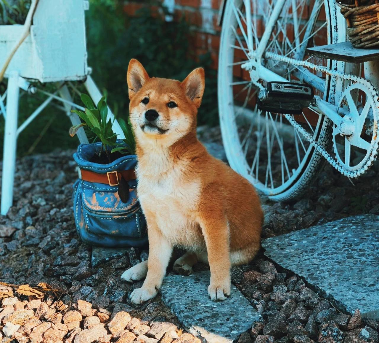 Фестиваль породистых животных «ЛапЛандия»