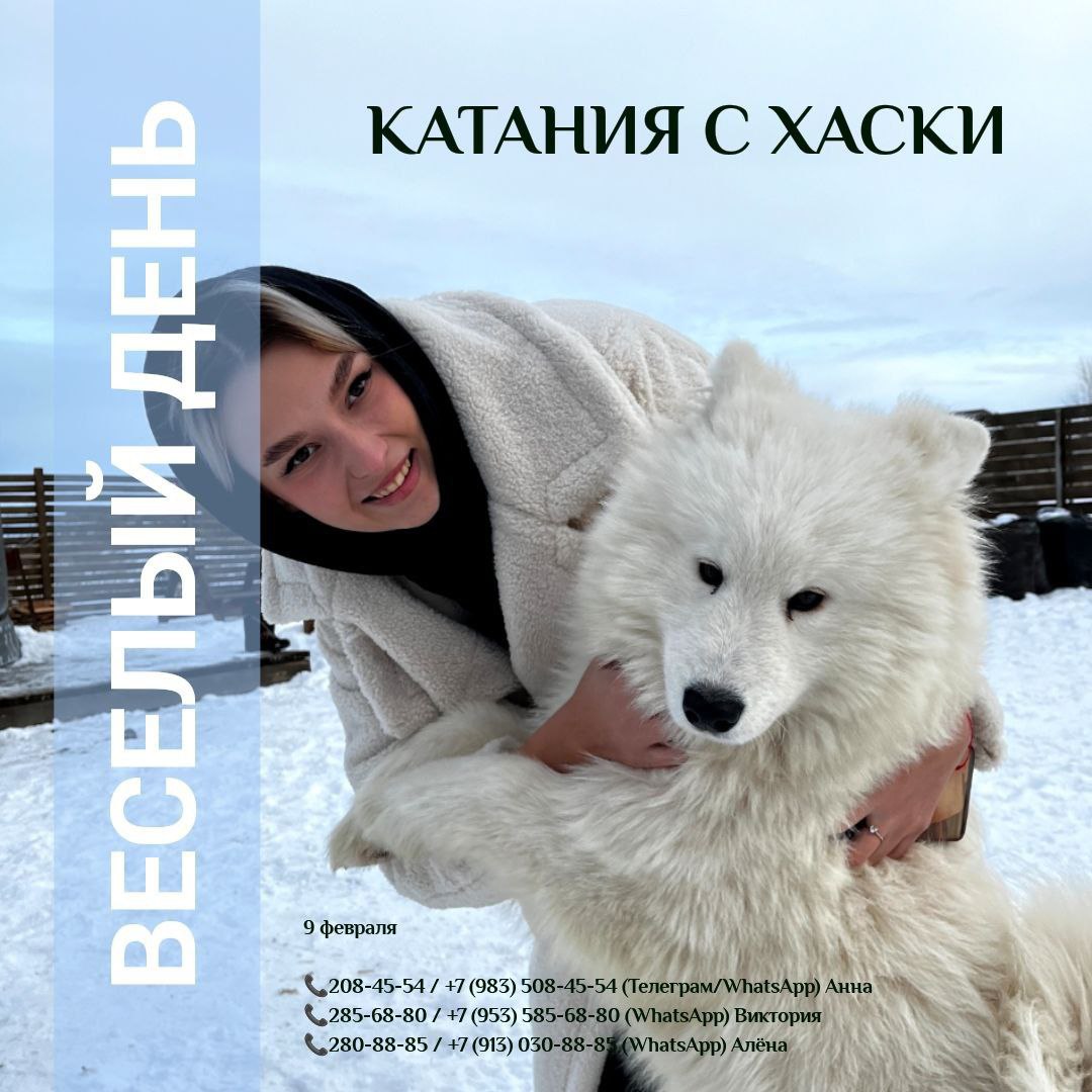 Катания с хаски