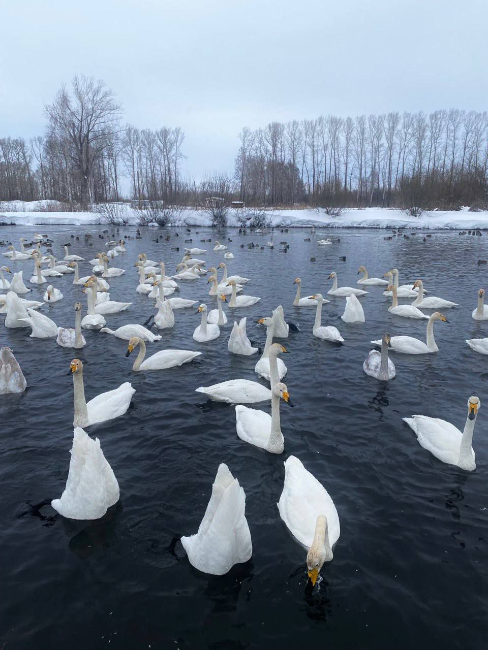 Зимняя сказка в Белокурихе