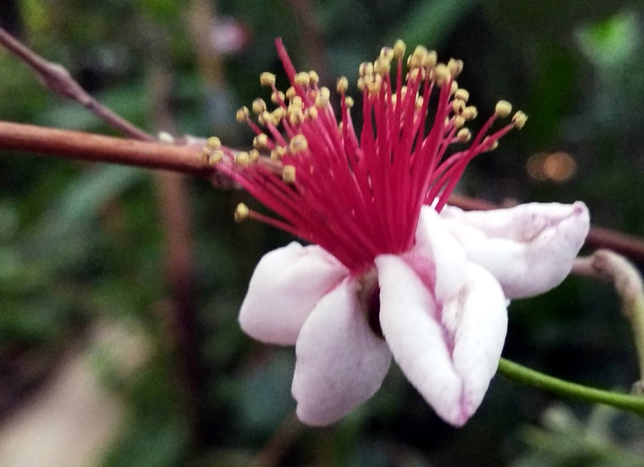 Фейхоа Селлова в оранжерее ботанического сада