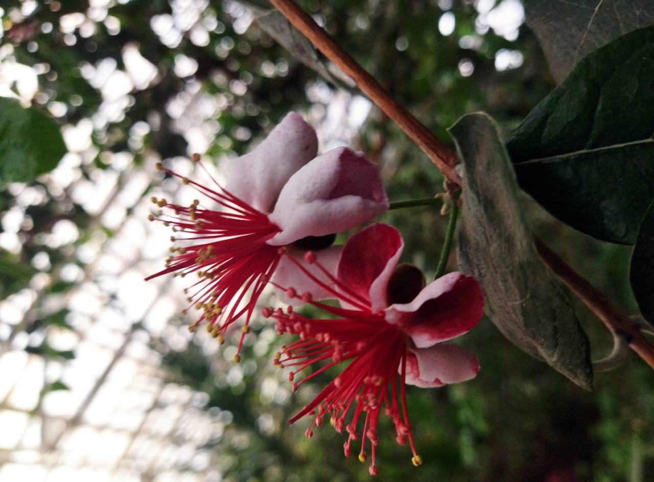 Фейхоа Селлова в оранжерее ботанического сада