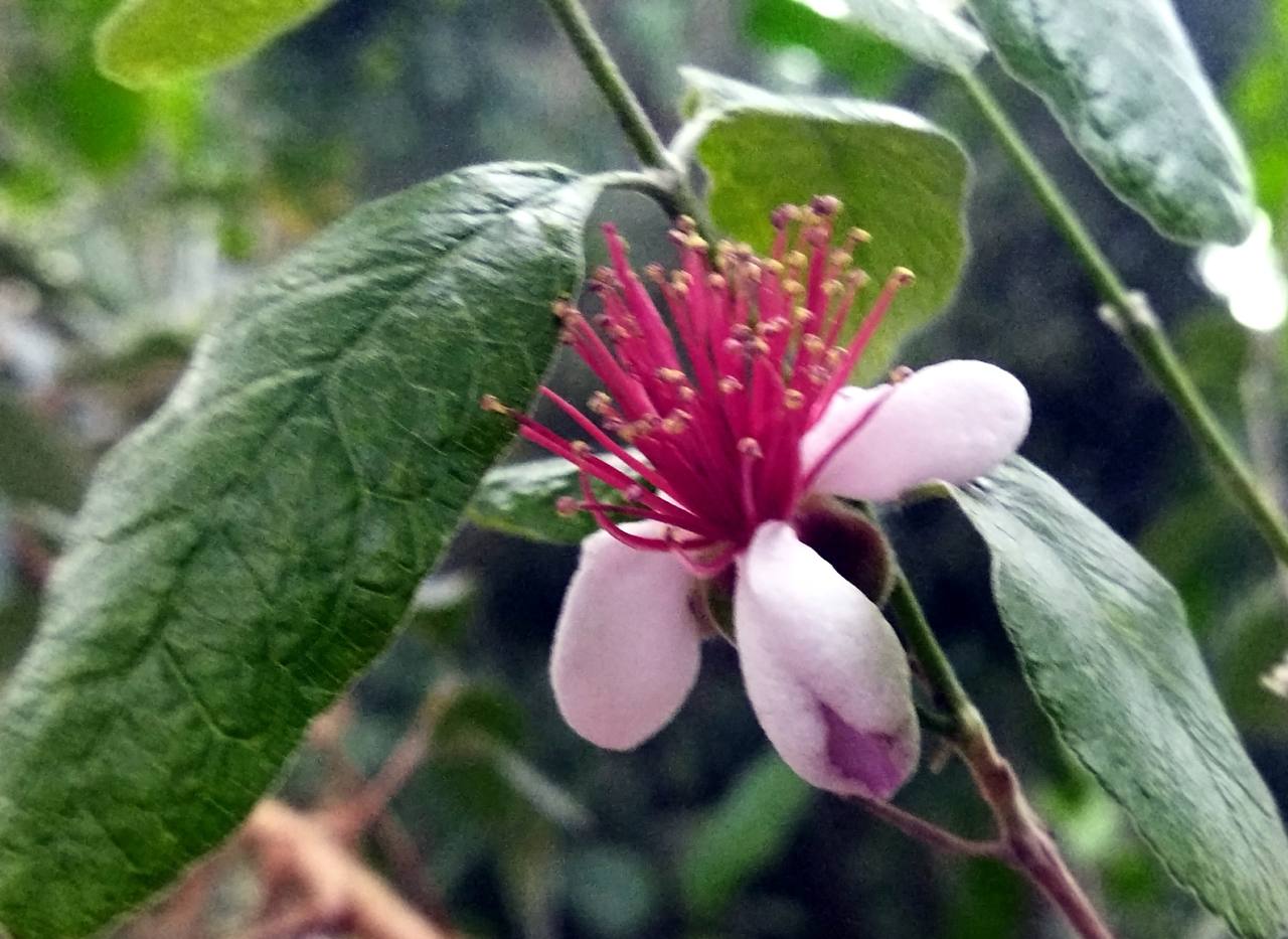 Фейхоа Селлова в оранжерее ботанического сада