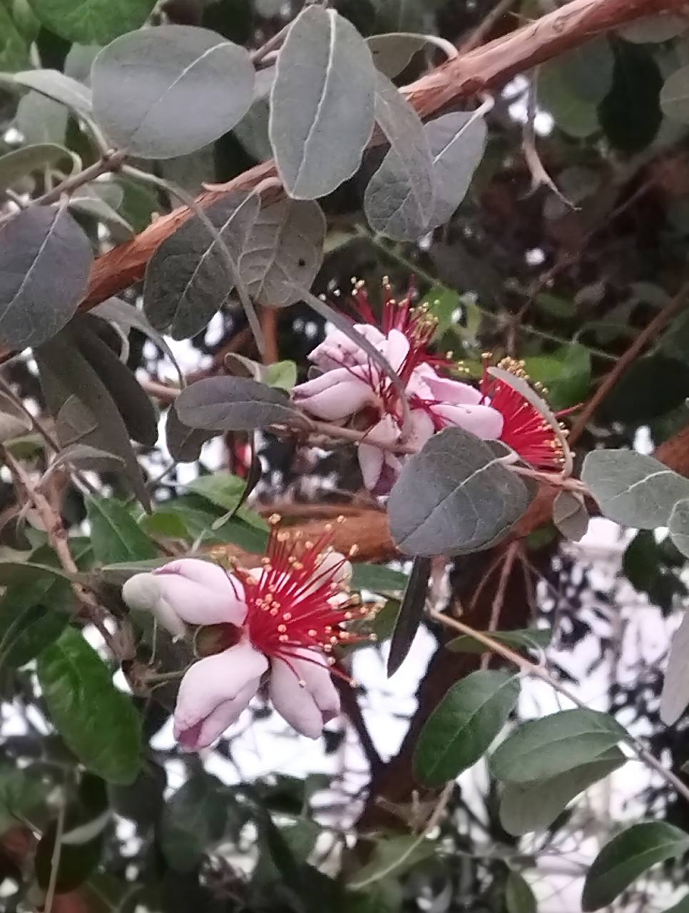 Фейхоа Селлова в оранжерее ботанического сада