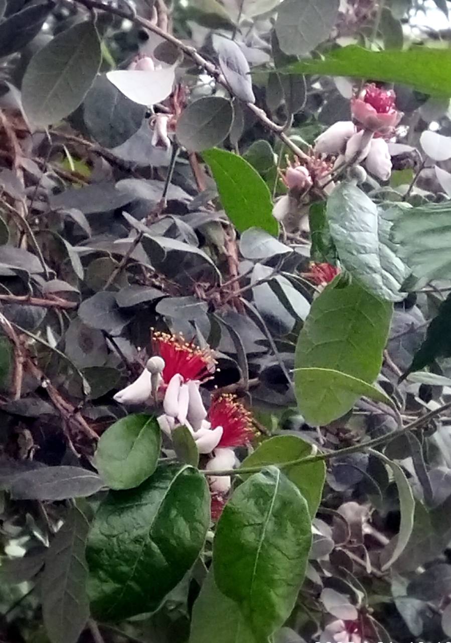 Фейхоа Селлова в оранжерее ботанического сада