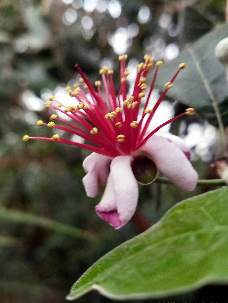 Фейхоа Селлова в оранжерее ботанического сада