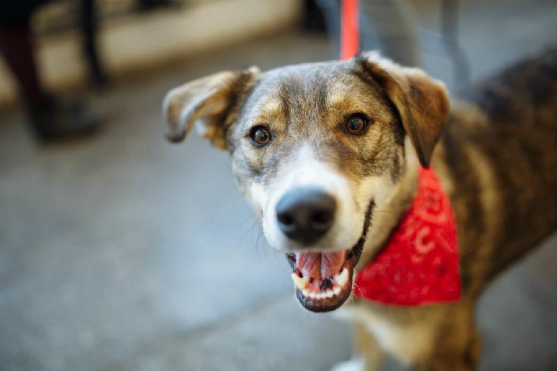 Фестиваль питомцев «Юна-Фест»