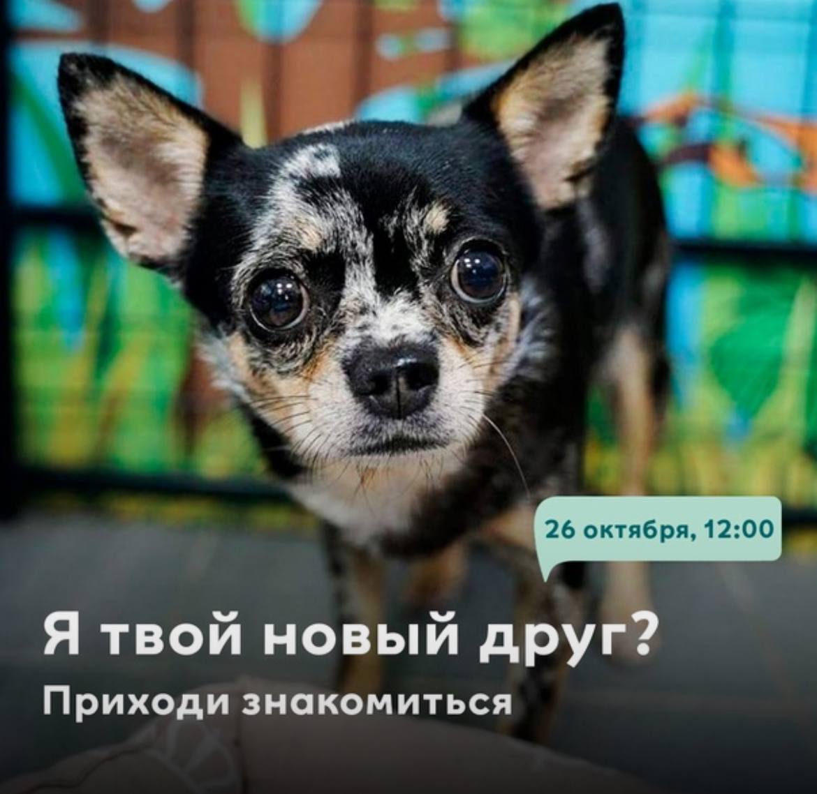 Выставка-пристройство маленьких пород собак